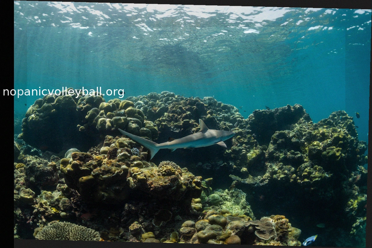 Global Coral Reefs Face Irreversible Decline, New Report Warns