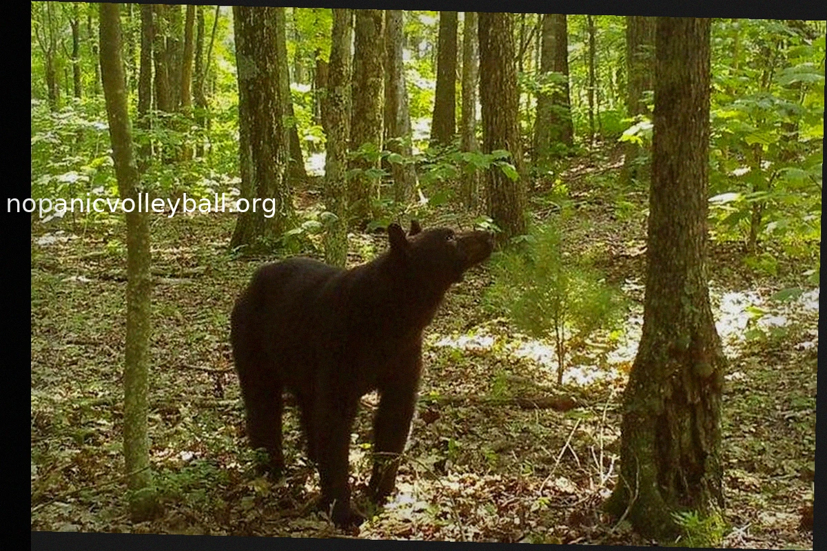 Virginia Researchers Uncover Black Bear Hibernation Triggers Beyond Temperature